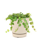 4 inch String of turtles plant in terracotta pot for sale, Buy trailing houseplant for home office decor