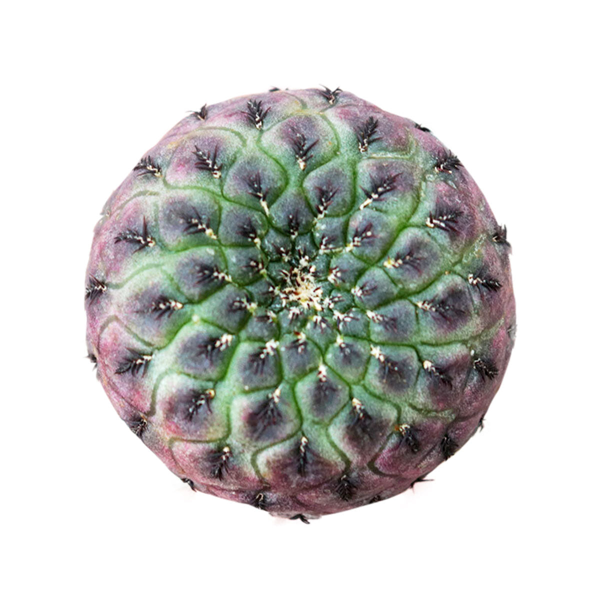 purple cactus succulent Sulcorebutia Rauschii Rare Cactus
