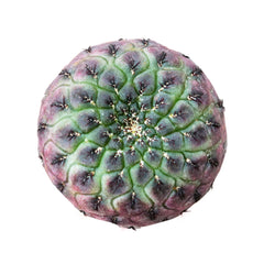 Sulcorebutia Rauschii Rare Cactus