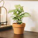 6 inch terracotta pot with drainage hole for succulent and houseplant, live plant pot ideas