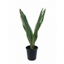 Sansevieria Sayuri Live Plant, Silver Metallica Snake Plant 4" or 6" Pot, low-maintenance, air-purifying plant for modern homes