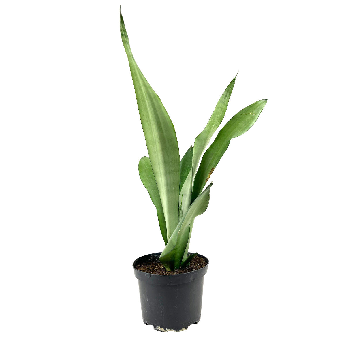 Striking foliage Houseplant for Decor Ideas, Moonshine Snake Plant Easy to Care for, Best Plant for Beginners, Buy 6 inch Silver Snake Plant online