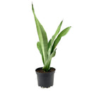 Striking foliage Houseplant for Decor Ideas, Moonshine Snake Plant Easy to Care for, Best Plant for Beginners, Buy 6 inch Silver Snake Plant online
