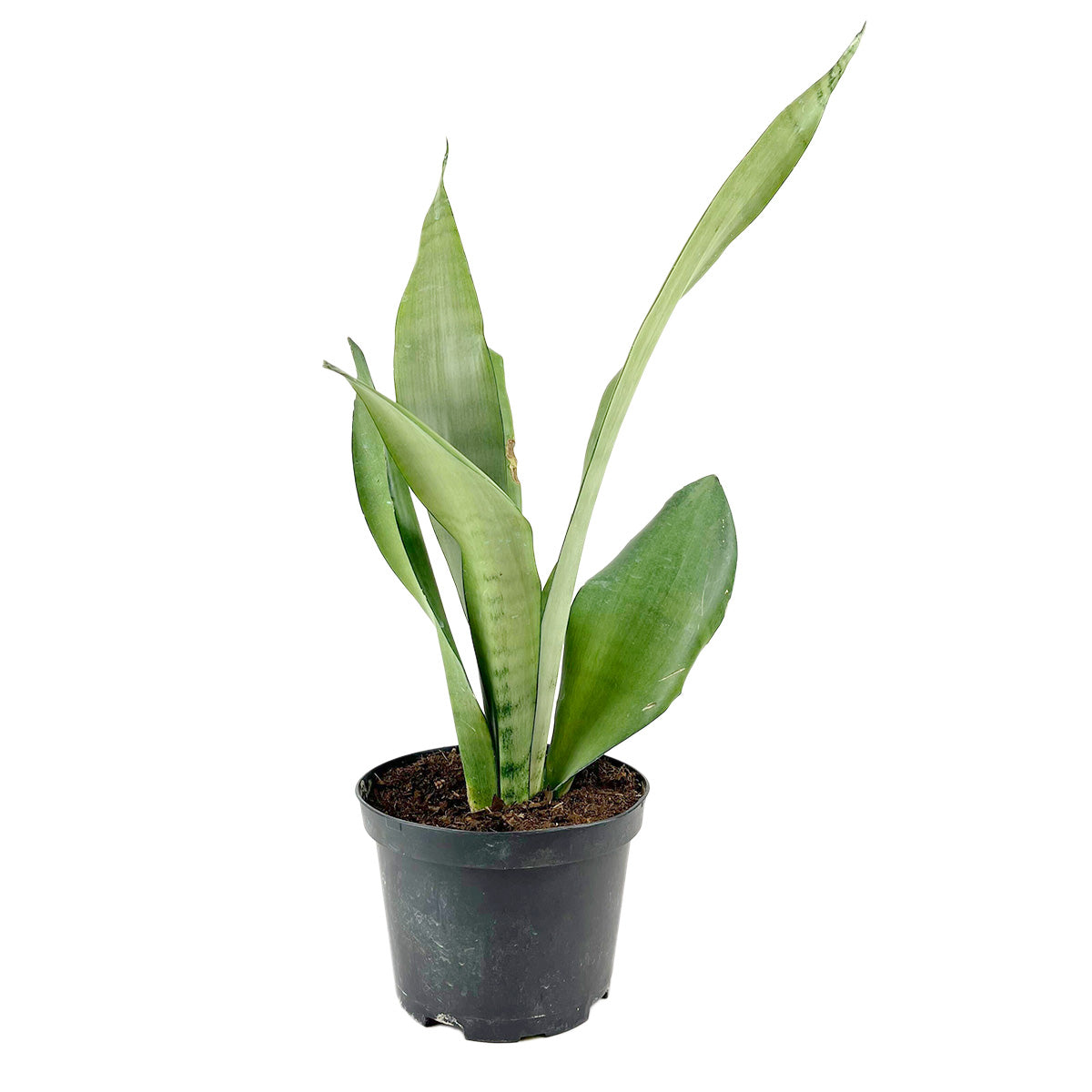 Sansevieria Moonshine Snake Plant 6 inch Grower Pot for Sale, Best Houseplants for Beginners, Unique silver-green foliage Plant for Home Decoration