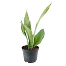 Striking foliage Houseplant for Decor Ideas, Moonshine Snake Plant Easy to Care for, Best Plant for Beginners, Buy 6 inch Silver Snake Plant online