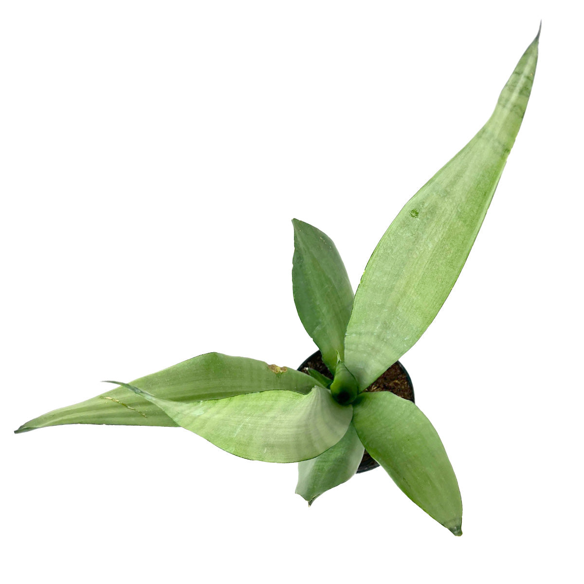 6 inch Moonshine Snake Plant for Sale, Buy Silver Snake Plant online, Low-maintenance Plant for Home Office, Air-purifying Houseplant Gift Ideas