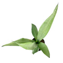 Striking foliage Houseplant for Decor Ideas, Moonshine Snake Plant Easy to Care for, Best Plant for Beginners, Buy 6 inch Silver Snake Plant online