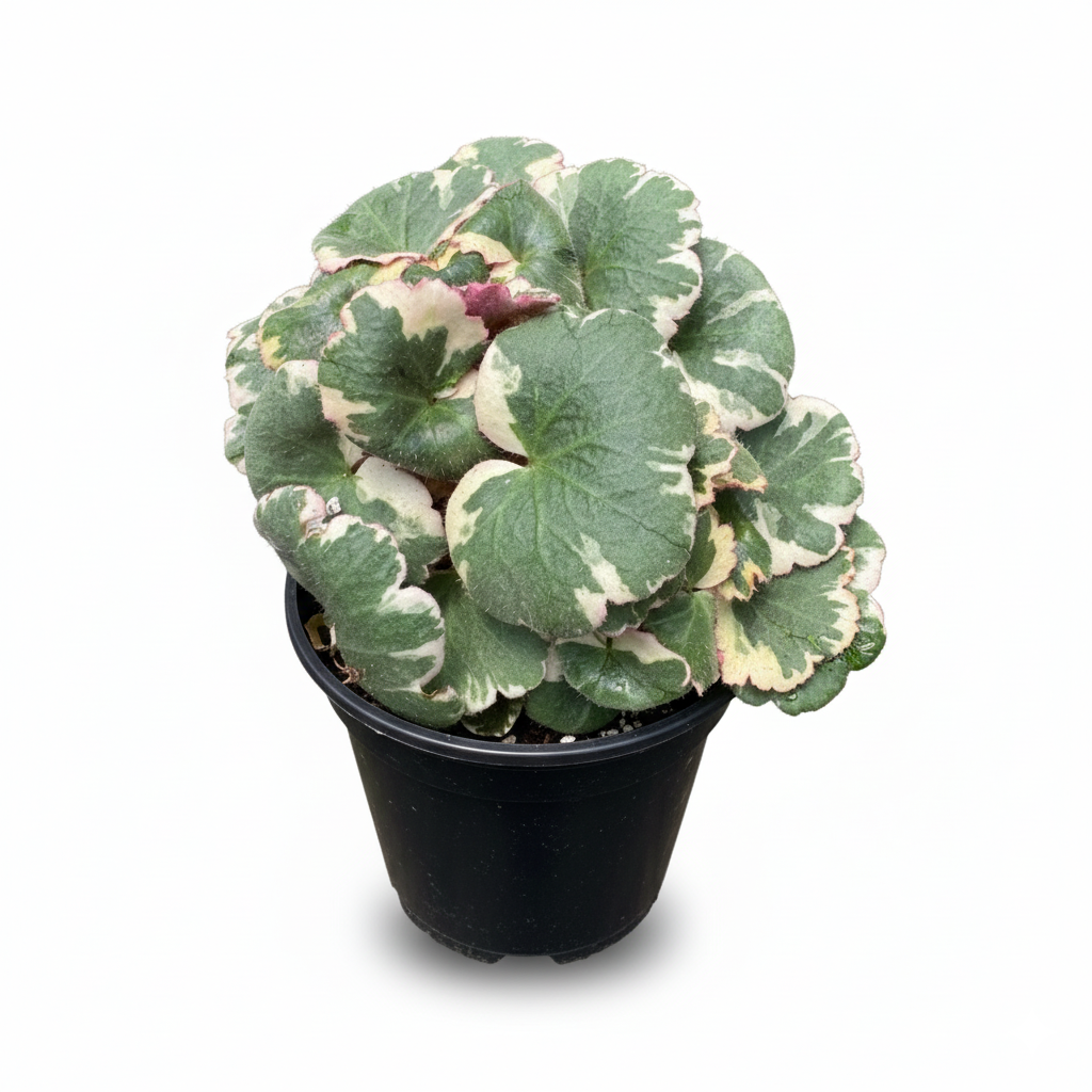 Saxifraga Tricolor live plant for sale, Saxifraga Tricolor live plant variegated strawberry begonia, Saxifraga Tricolor pink white green foliage plant