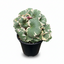 Saxifraga Tricolor live plant for sale, Saxifraga Tricolor fast growing runner plant, Saxifraga Tricolor plant with pink white green leaves close up
