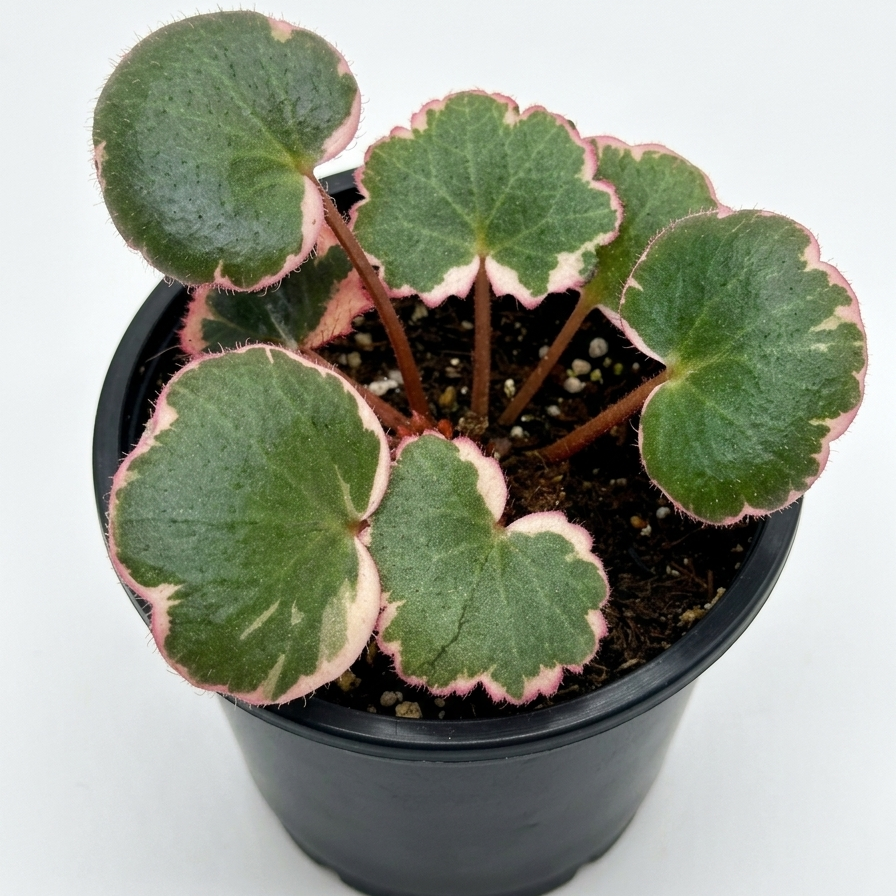 Saxifraga Tricolor live plant for sale, Saxifraga Tricolor fast growing runner plant, Saxifraga Tricolor plant with pink white green leaves close up