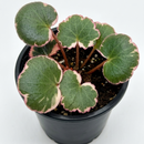 Saxifraga Tricolor live plant for sale, Saxifraga Tricolor fast growing runner plant, Saxifraga Tricolor plant with pink white green leaves close up
