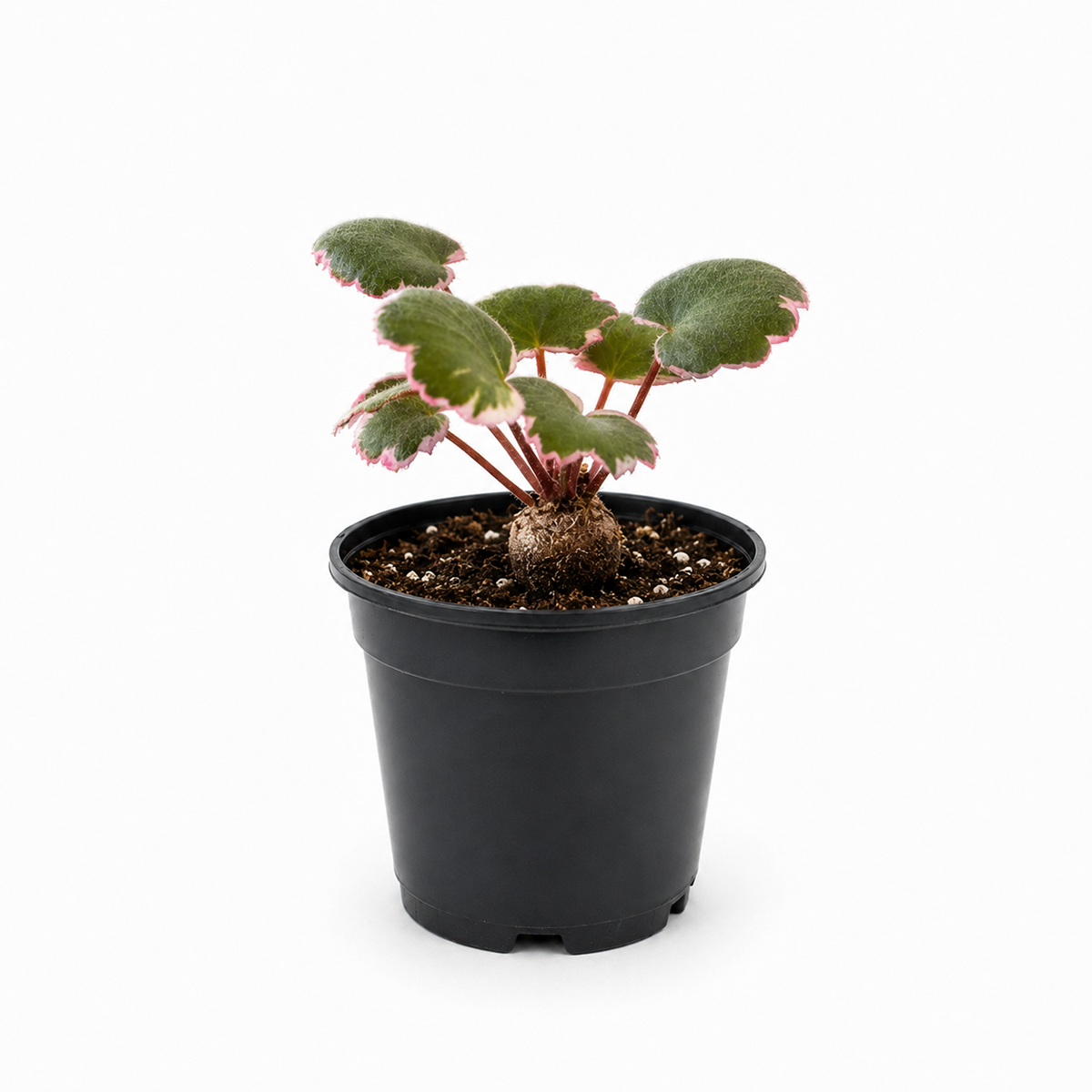 Buy Saxifraga Tricolor live houseplant 3" pot online. Saxifraga Tricolor is a charming trailing plant with beautiful pink, white, and green variegated foliage that brightens any indoor space. This easy-care houseplant grows well in bright, indirect light and produces delicate runners as it matures. A perfect choice for hanging baskets, shelves, and colorful indoor plant collections.