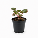 Buy Saxifraga Tricolor live houseplant 6" pot online. This attractive trailing plant features vibrant pink, white, and green variegated leaves that brighten any indoor setting. Easy to grow and maintain, Saxifraga Tricolor thrives in bright, indirect light and develops graceful cascading runners over time. An excellent choice for hanging baskets, shelves, and anyone looking to add colorful foliage to their houseplant collection.