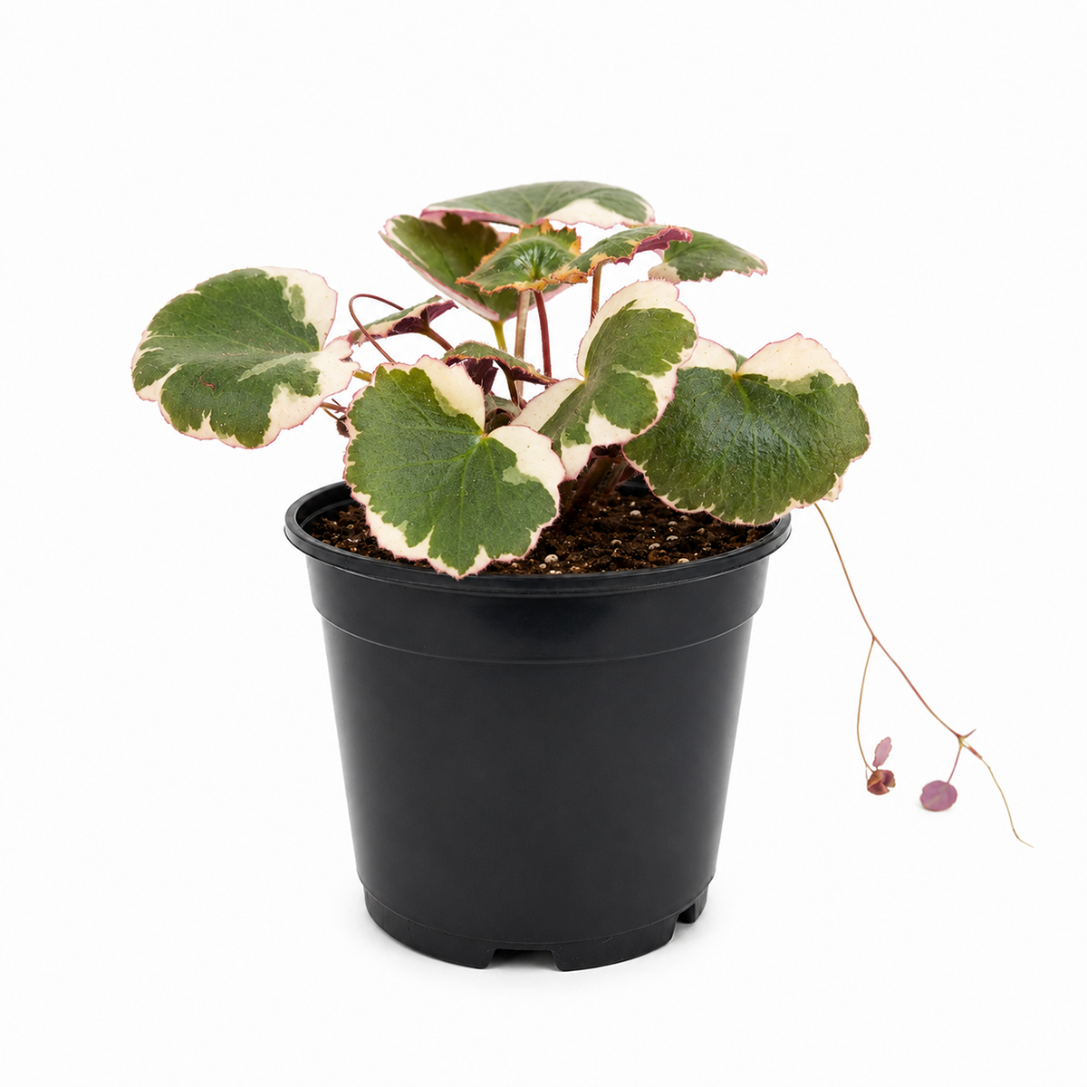 4" pot Saxifraga Tricolor live houseplant for sale. Saxifraga Tricolor is a unique trailing plant with colorful pink, white, and green variegated leaves that create a vibrant display. This low-maintenance houseplant grows best in bright, indirect light and produces attractive runners as it matures. A wonderful addition to hanging baskets, shelves, or any indoor plant collection.
