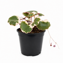 Buy Saxifraga Tricolor live houseplant 6" pot online. This attractive trailing plant features vibrant pink, white, and green variegated leaves that brighten any indoor setting. Easy to grow and maintain, Saxifraga Tricolor thrives in bright, indirect light and develops graceful cascading runners over time. An excellent choice for hanging baskets, shelves, and anyone looking to add colorful foliage to their houseplant collection.