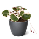 Buy Saxifraga Tricolor live houseplant 6" pot online. This attractive trailing plant features vibrant pink, white, and green variegated leaves that brighten any indoor setting. Easy to grow and maintain, Saxifraga Tricolor thrives in bright, indirect light and develops graceful cascading runners over time. An excellent choice for hanging baskets, shelves, and anyone looking to add colorful foliage to their houseplant collection.