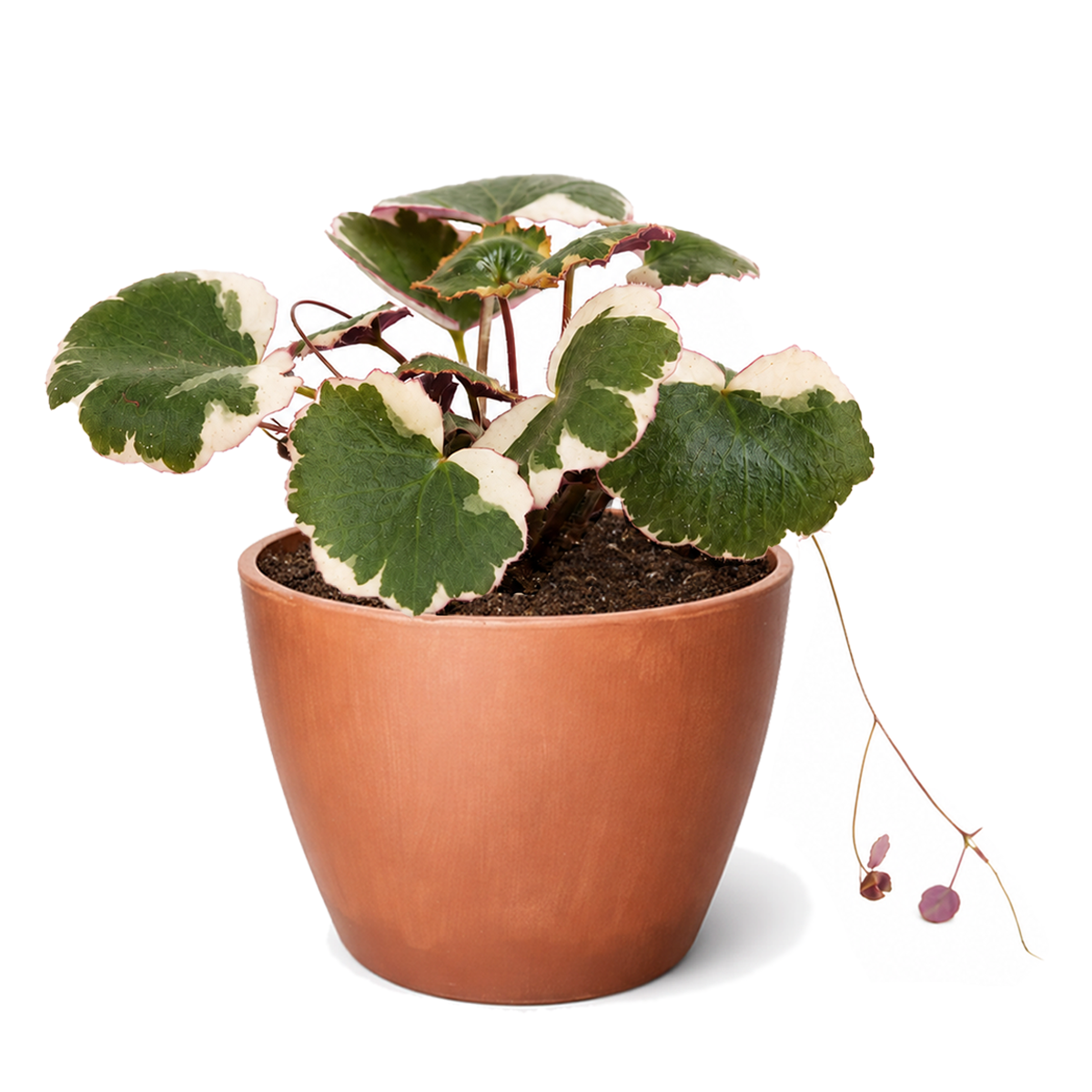 Buy Saxifraga Tricolor live houseplant 4" pot online. Saxifraga Tricolor is a fast-growing trailing plant admired for its striking pink, white, and green variegated leaves. It thrives in bright, indirect light and is easy to maintain, making it an excellent choice for indoor spaces. Perfect for hanging baskets, decorative pots, and plant lovers looking to add unique color to their collection.