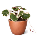 Buy Saxifraga Tricolor live houseplant 6" pot online. This attractive trailing plant features vibrant pink, white, and green variegated leaves that brighten any indoor setting. Easy to grow and maintain, Saxifraga Tricolor thrives in bright, indirect light and develops graceful cascading runners over time. An excellent choice for hanging baskets, shelves, and anyone looking to add colorful foliage to their houseplant collection.