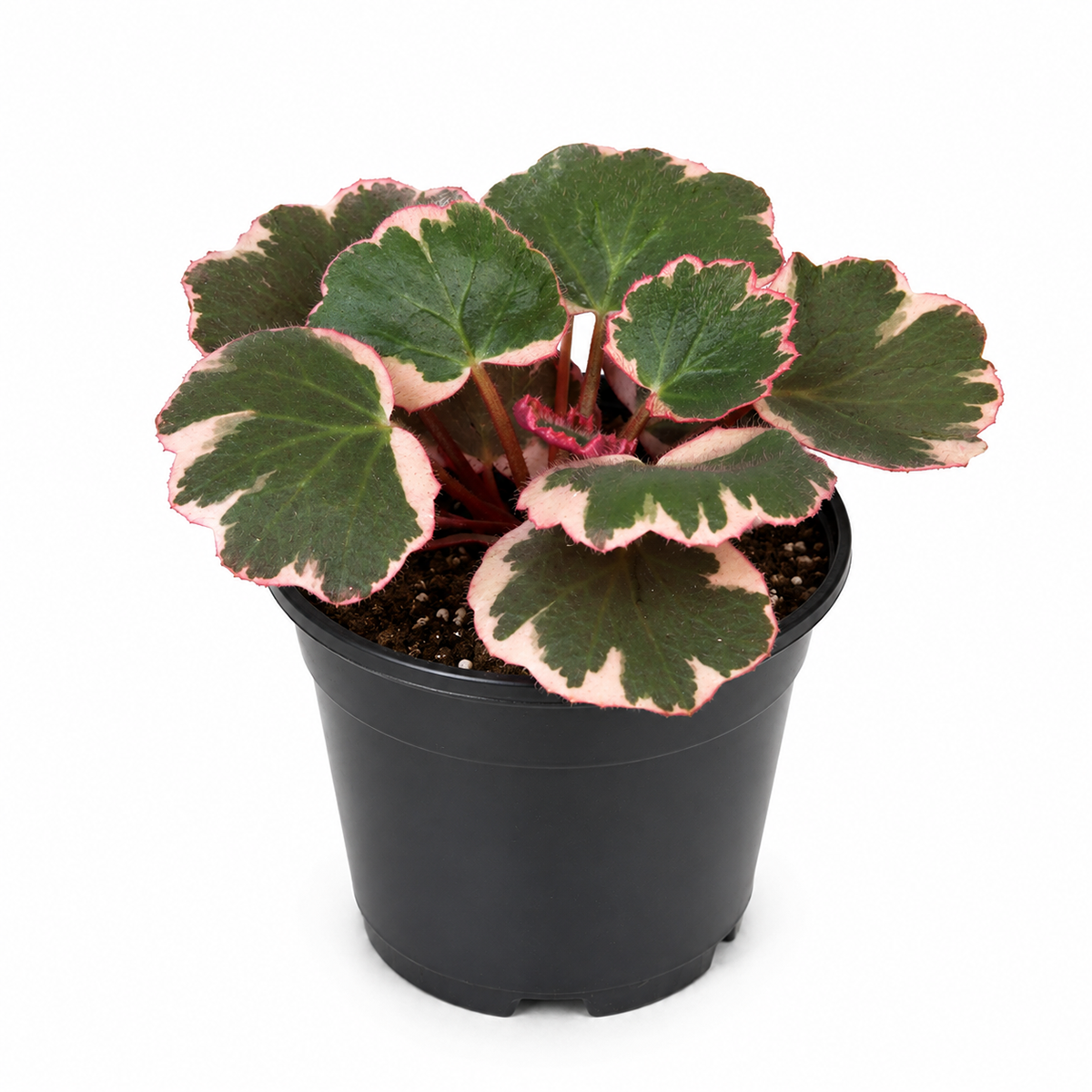 Buy Saxifraga Tricolor live houseplant 6" pot online. This attractive trailing plant features vibrant pink, white, and green variegated leaves that brighten any indoor setting. Easy to grow and maintain, Saxifraga Tricolor thrives in bright, indirect light and develops graceful cascading runners over time. An excellent choice for hanging baskets, shelves, and anyone looking to add colorful foliage to their houseplant collection.