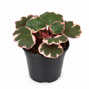 Buy Saxifraga Tricolor live houseplant 6" pot online. This attractive trailing plant features vibrant pink, white, and green variegated leaves that brighten any indoor setting. Easy to grow and maintain, Saxifraga Tricolor thrives in bright, indirect light and develops graceful cascading runners over time. An excellent choice for hanging baskets, shelves, and anyone looking to add colorful foliage to their houseplant collection.