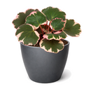 Buy Saxifraga Tricolor live houseplant 6" pot online. This attractive trailing plant features vibrant pink, white, and green variegated leaves that brighten any indoor setting. Easy to grow and maintain, Saxifraga Tricolor thrives in bright, indirect light and develops graceful cascading runners over time. An excellent choice for hanging baskets, shelves, and anyone looking to add colorful foliage to their houseplant collection.