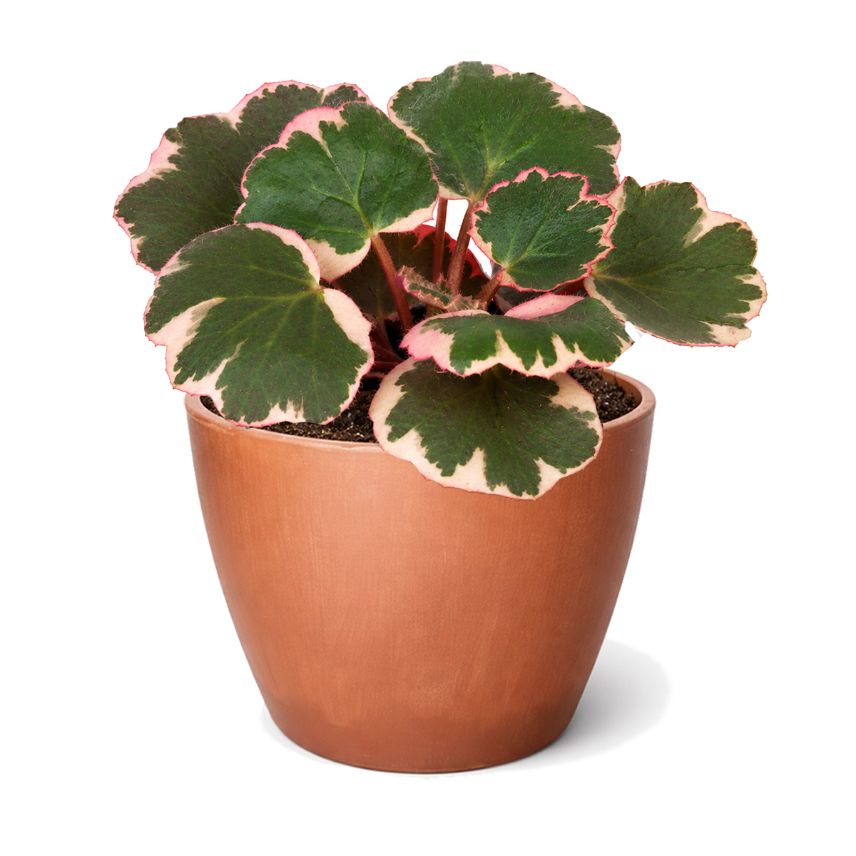 6" pot Saxifraga Tricolor live houseplant for sale. Saxifraga Tricolor is admired for its colorful pink, white, and green variegated leaves and cascading growth habit. This easy-care tropical houseplant grows best in bright, indirect light and makes a vibrant addition to indoor spaces. Perfect for shelves, hanging planters, and plant lovers looking to add unique foliage to their collection.