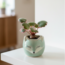 Saxifraga Tricolor live plant for sale, Saxifraga Tricolor fast growing runner plant, Saxifraga Tricolor plant with pink white green leaves close up