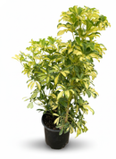 Dwarf Umbrella Tree Live Plant, Yellow and green variegated houseplant for home decoration, Air purifying indoor plant to grow at home