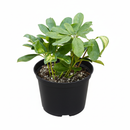 Dwarf Umbrella Tree Live Plant, Yellow and green variegated houseplant for home decoration, Air purifying indoor plant to grow at home