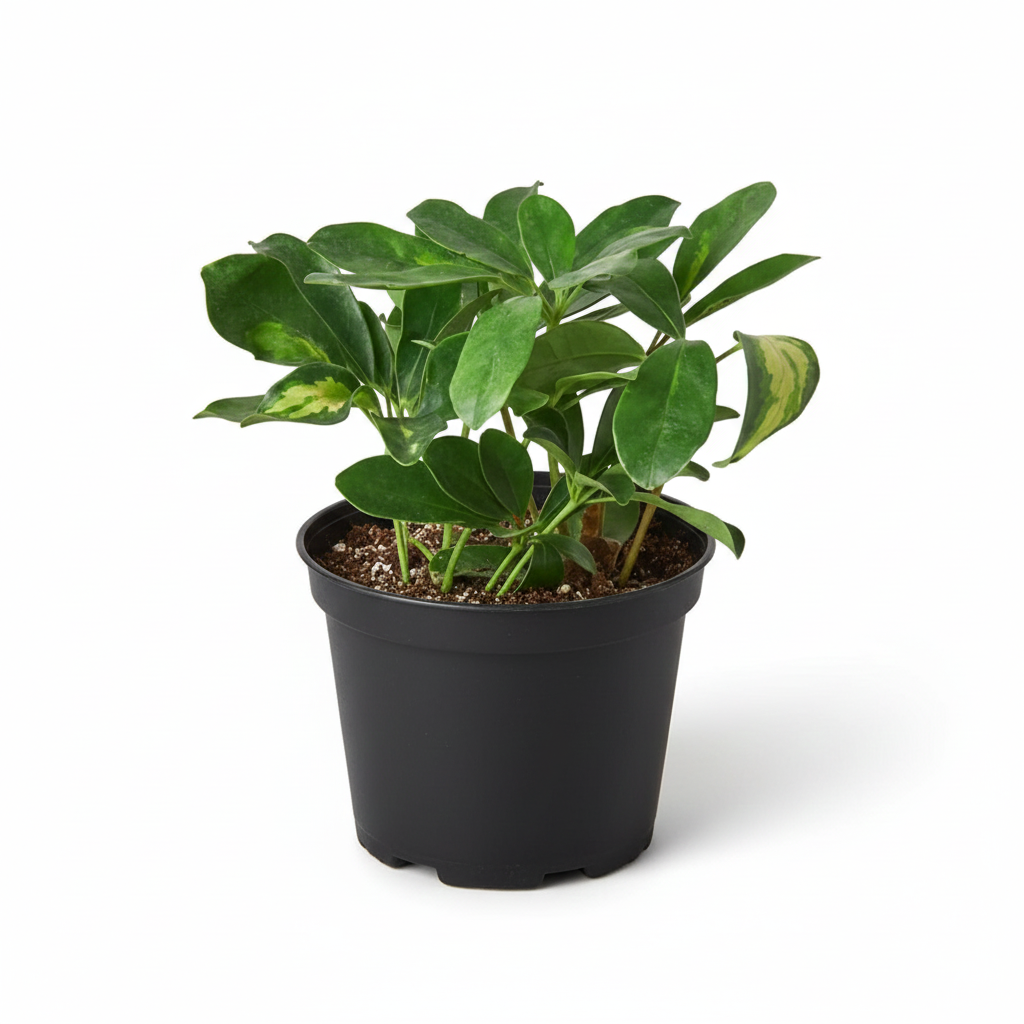 Variegated Schefflera Dwarf Umbrella Tree in grower pot, Air purifying variegated plants for home office