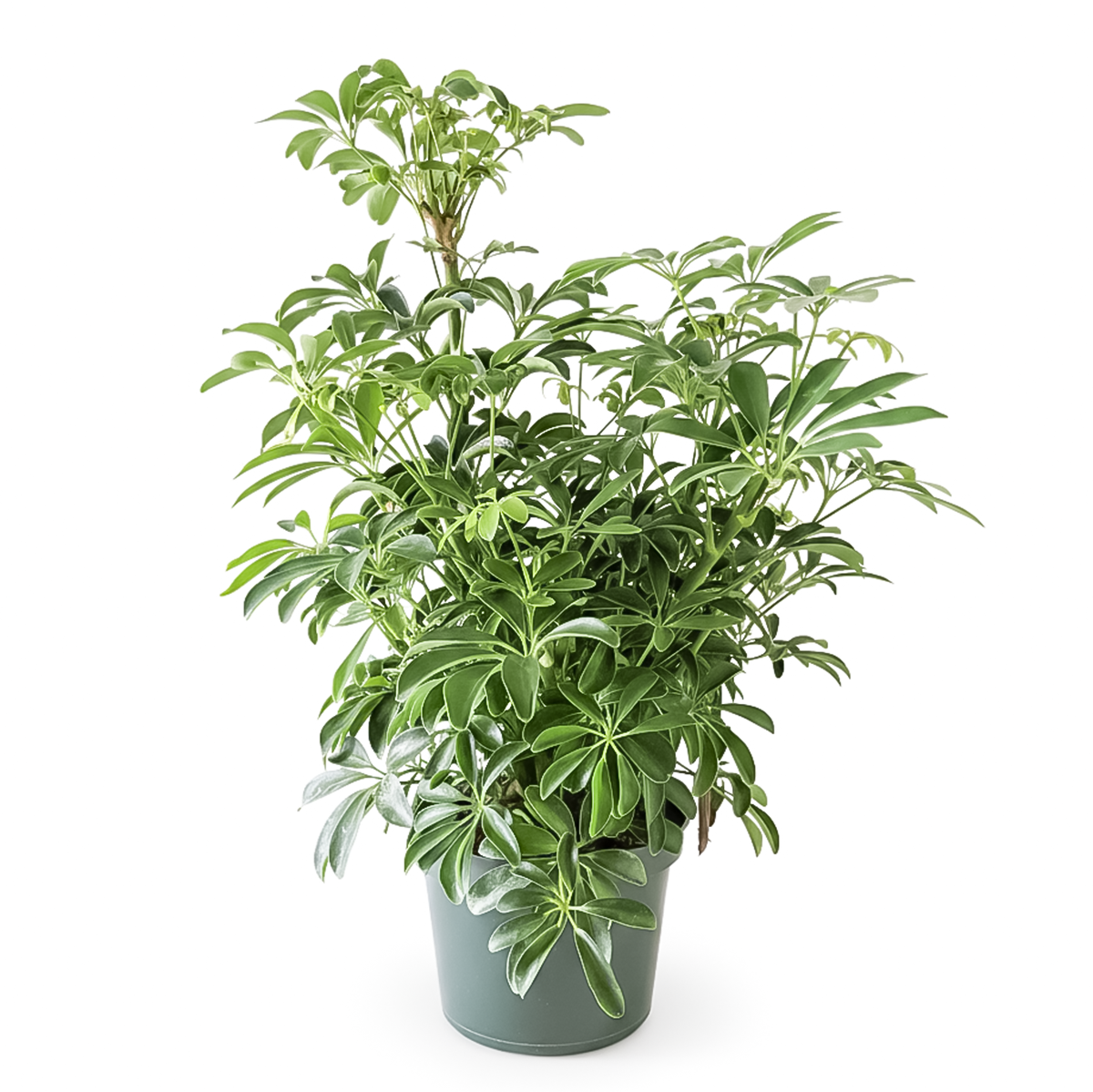 medium to bright light houseplant, Schefflera Arboricola houseplant, best indoor plant for home and office decoration, Dwarf Umbrella Tree, large indoor houseplant for home decor