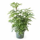 medium to bright light houseplant, Schefflera Arboricola houseplant, best indoor plant for home and office decoration, Dwarf Umbrella Tree, large indoor houseplant for home decor