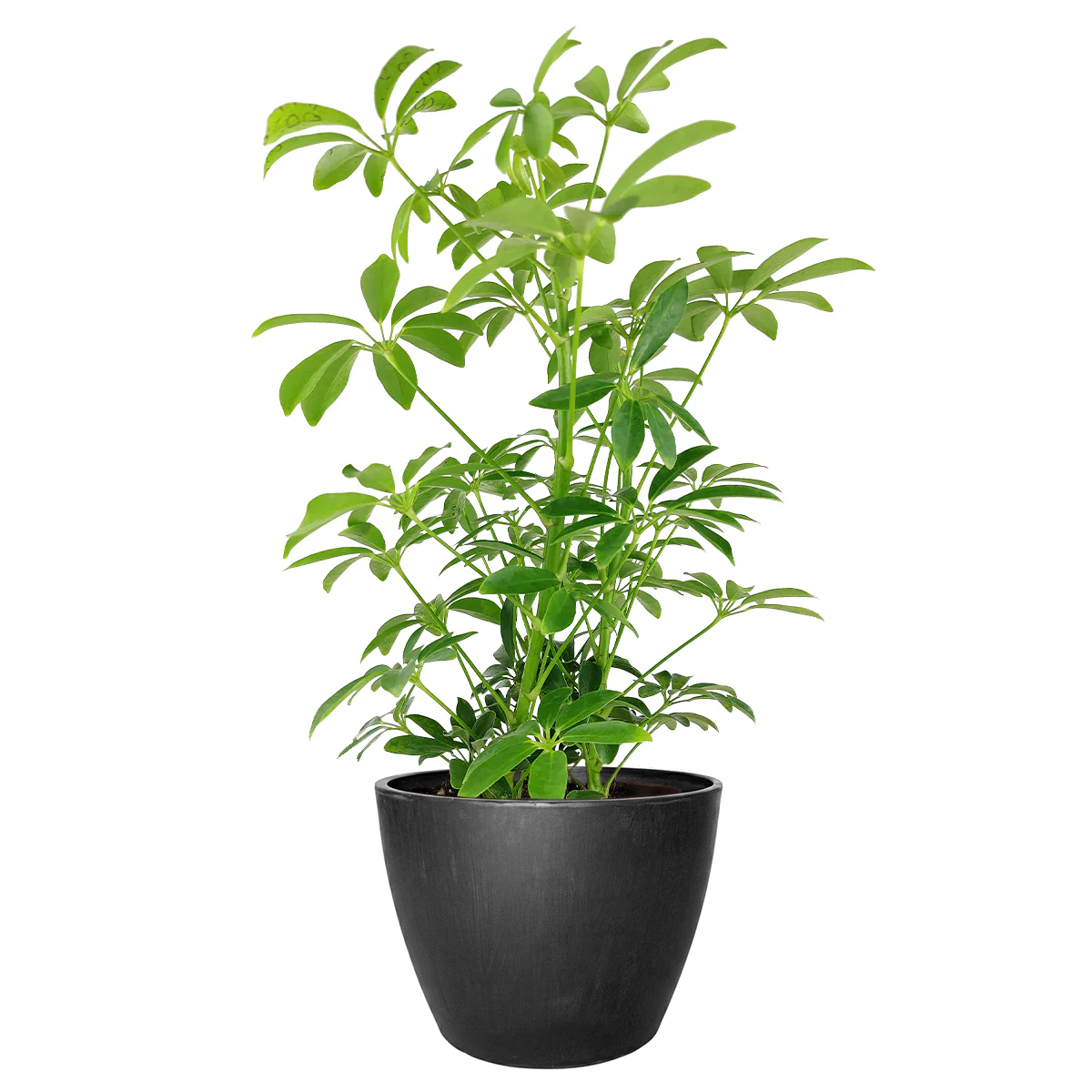 medium to bright light houseplant, Schefflera Arboricola houseplant, best indoor plant for home and office decoration, Dwarf Umbrella Tree, large indoor houseplant for home decor