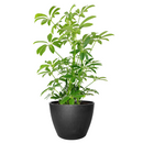 medium to bright light houseplant, Schefflera Arboricola houseplant, best indoor plant for home and office decoration, Dwarf Umbrella Tree, large indoor houseplant for home decor