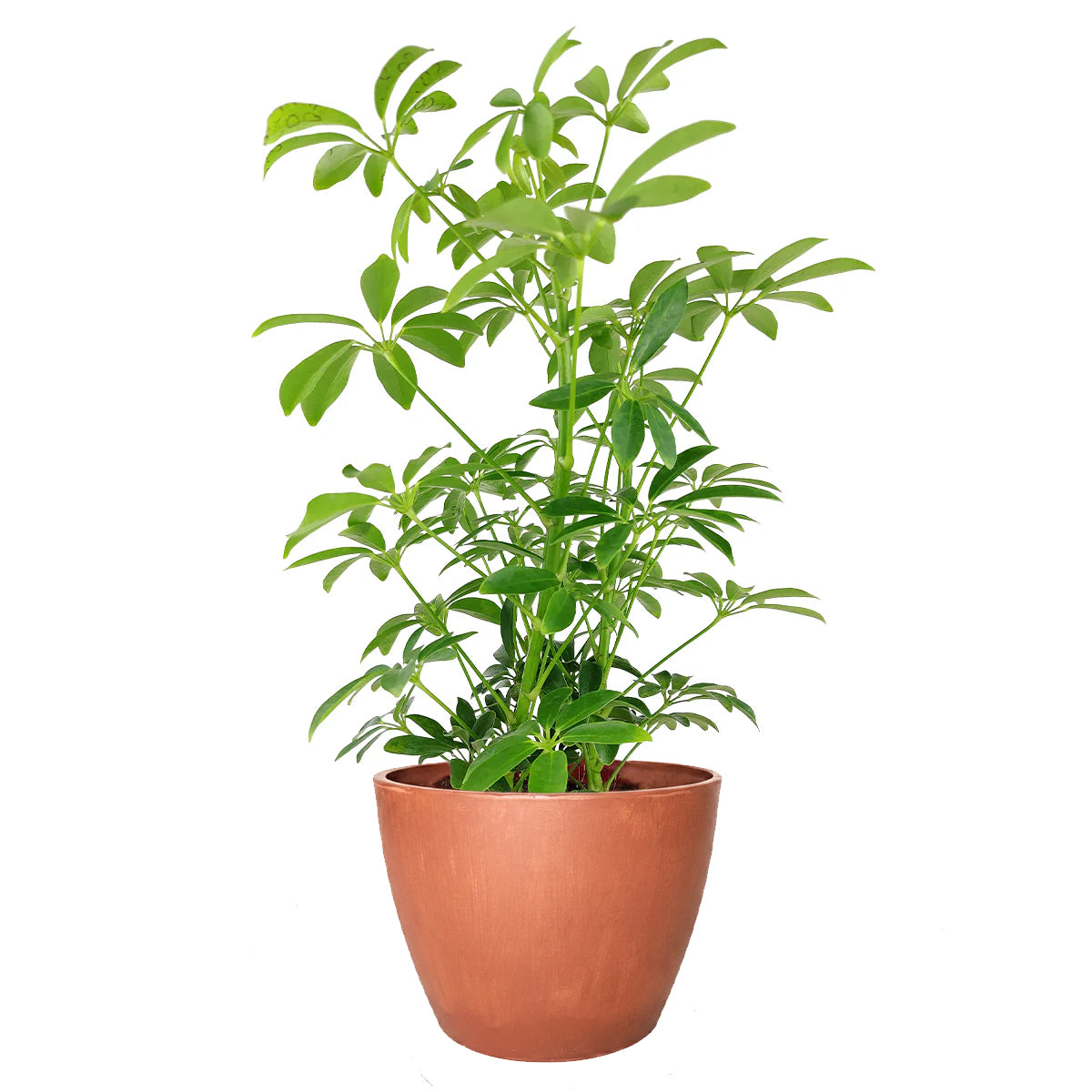 medium to bright light houseplant, Schefflera Arboricola houseplant, best indoor plant for home and office decoration, Dwarf Umbrella Tree, large indoor houseplant for home decor