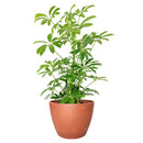 medium to bright light houseplant, Schefflera Arboricola houseplant, best indoor plant for home and office decoration, Dwarf Umbrella Tree, large indoor houseplant for home decor