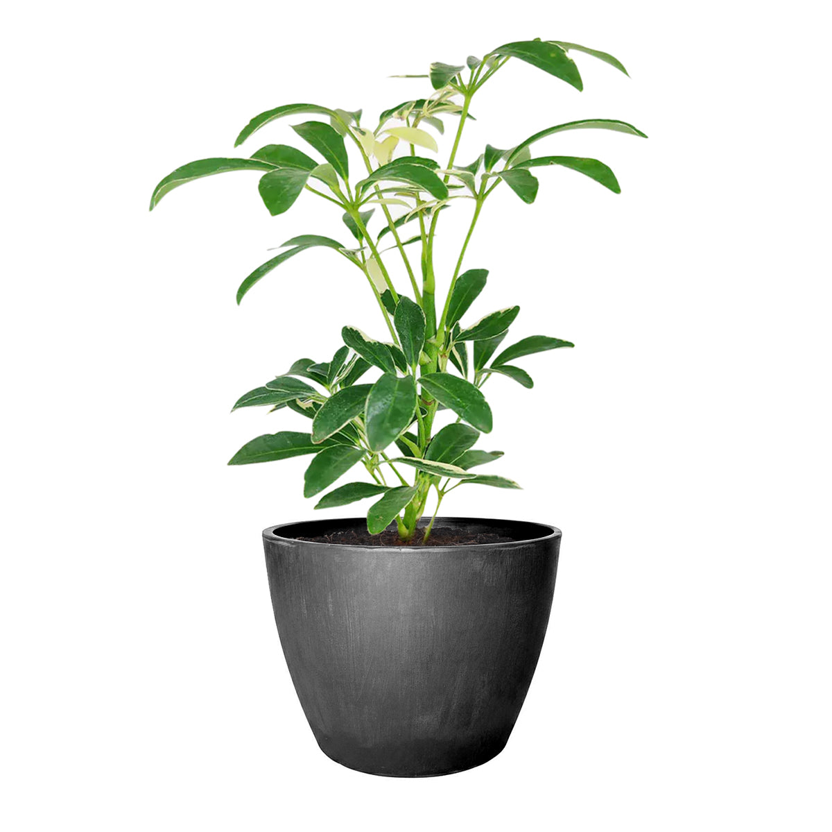 best place to buy outdoor plants online, Schefflera Arboricola Variegated,Schefflera Arboricola Variegated plant, Schefflera Arboricola Variegated care, Dwarf Schefflera, Schefflera Arboricola care, Schefflera Arboricola Variegated for sale