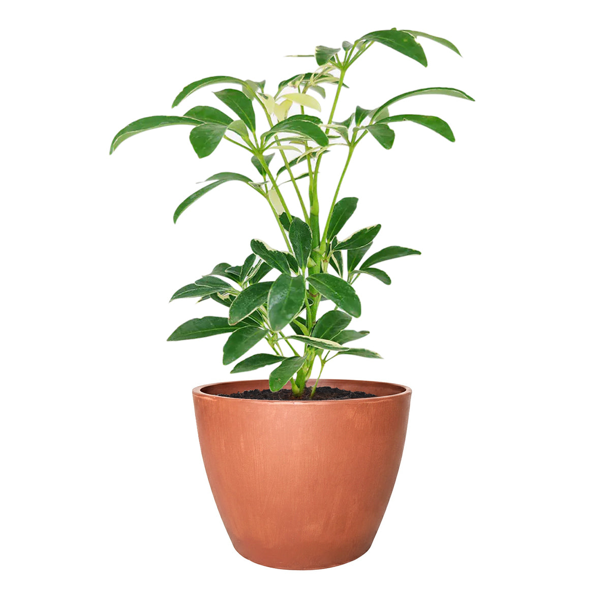 best place to buy outdoor plants online, Schefflera Arboricola Variegated,Schefflera Arboricola Variegated plant, Schefflera Arboricola Variegated care, Dwarf Schefflera, Schefflera Arboricola care, Schefflera Arboricola Variegated for sale