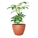 best place to buy outdoor plants online, Schefflera Arboricola Variegated,Schefflera Arboricola Variegated plant, Schefflera Arboricola Variegated care, Dwarf Schefflera, Schefflera Arboricola care, Schefflera Arboricola Variegated for sale