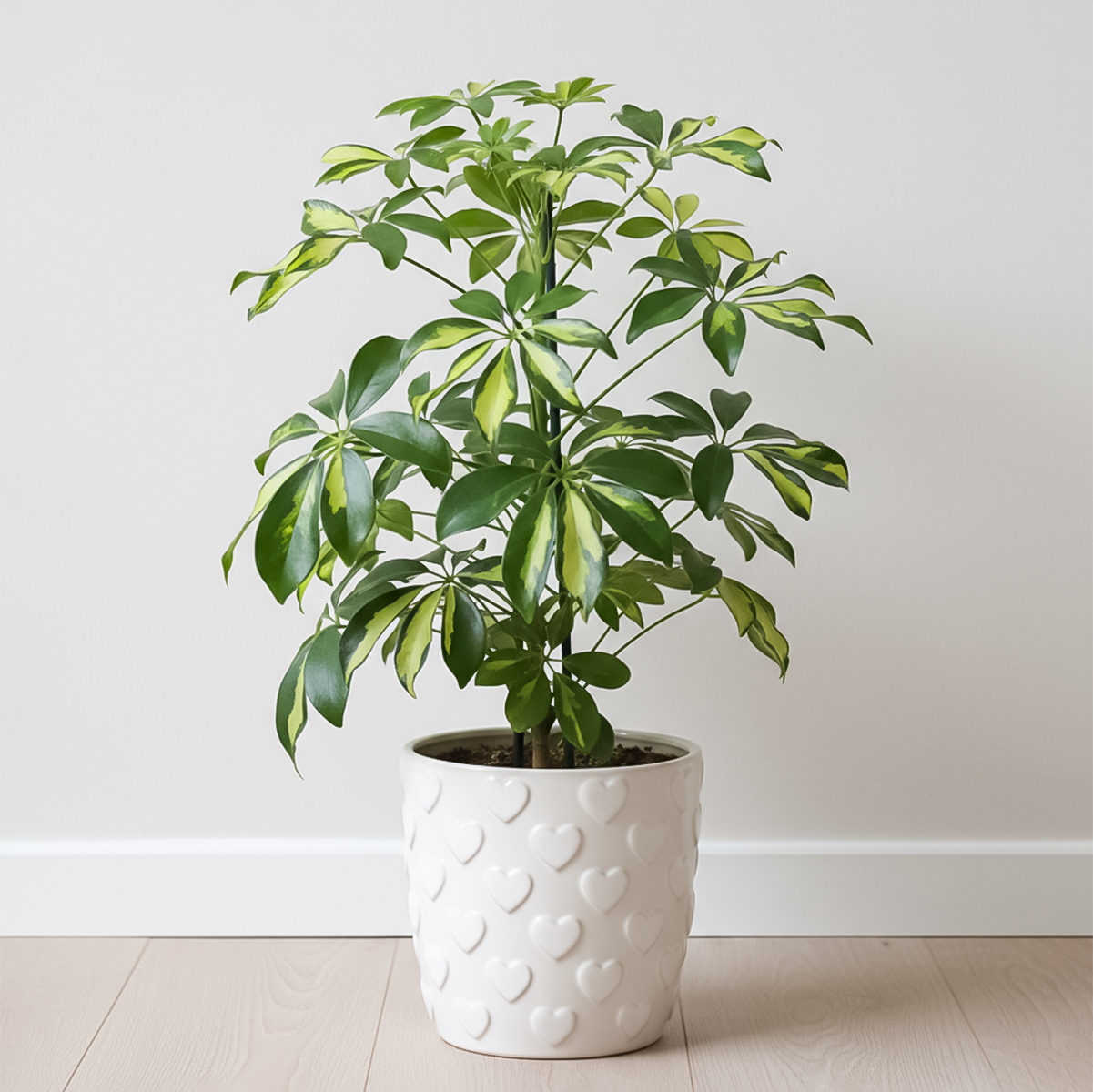 schefflera arboricola compacta houseplant on moss pole 80cm tall Schefflera Arboricola Variegated