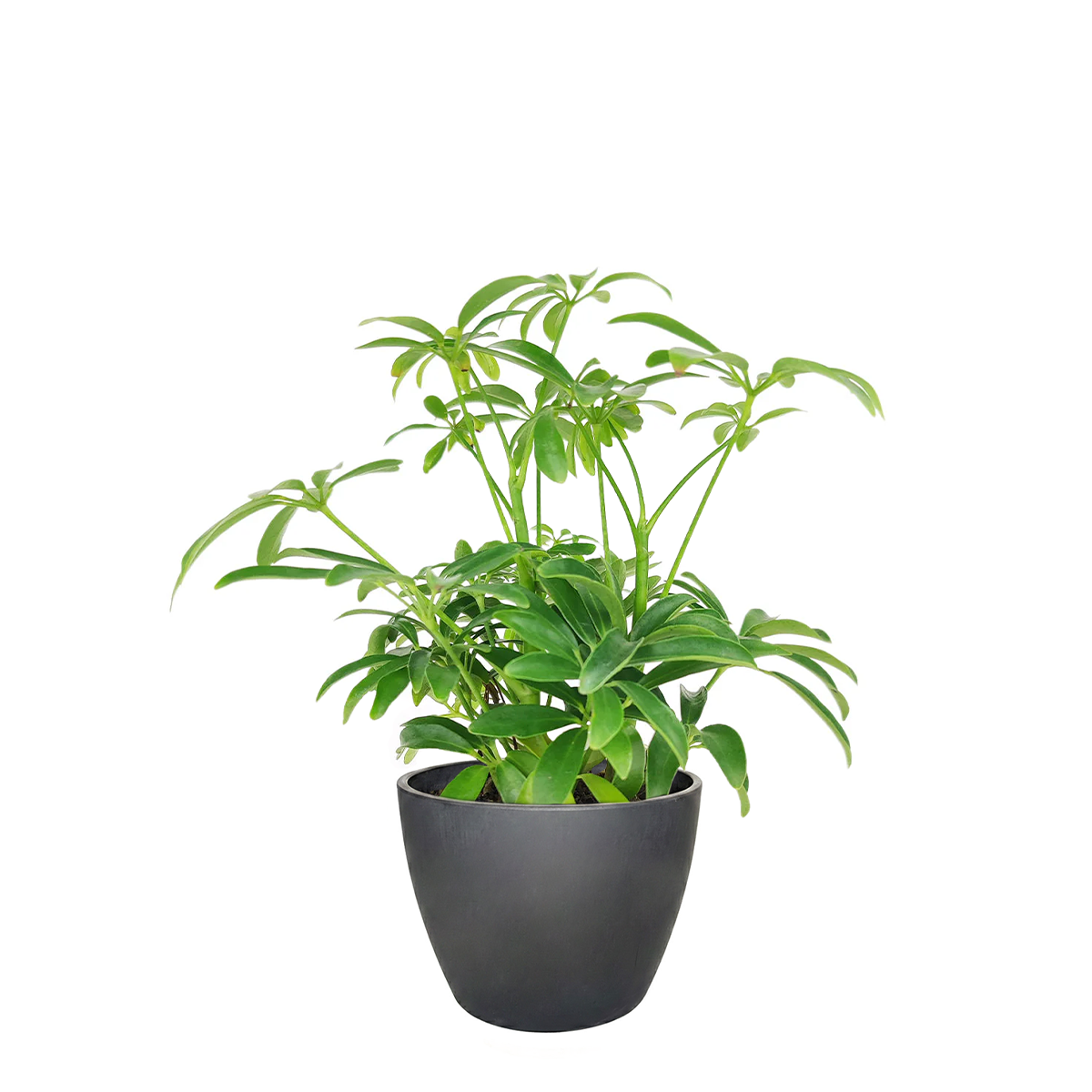 medium to bright light houseplant, Schefflera Arboricola houseplant, best indoor plant for home and office decoration, Dwarf Umbrella Tree, large indoor houseplant for home decor