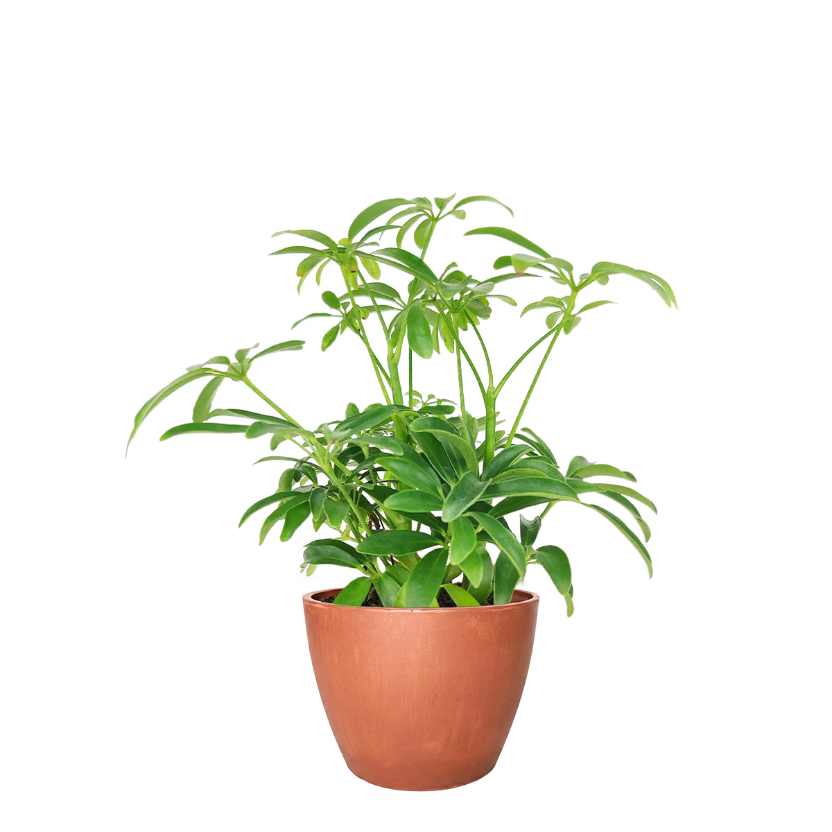 medium to bright light houseplant, Schefflera Arboricola houseplant, best indoor plant for home and office decoration, Dwarf Umbrella Tree, large indoor houseplant for home decor
