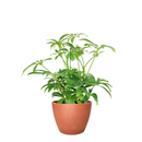 medium to bright light houseplant, Schefflera Arboricola houseplant, best indoor plant for home and office decoration, Dwarf Umbrella Tree, large indoor houseplant for home decor