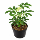 Variegated Schefflera Arboricola Dwarf Umbrella Tree Live Plant, Easy Care Indoor Tropical Plant, Air purifying variegated plants
