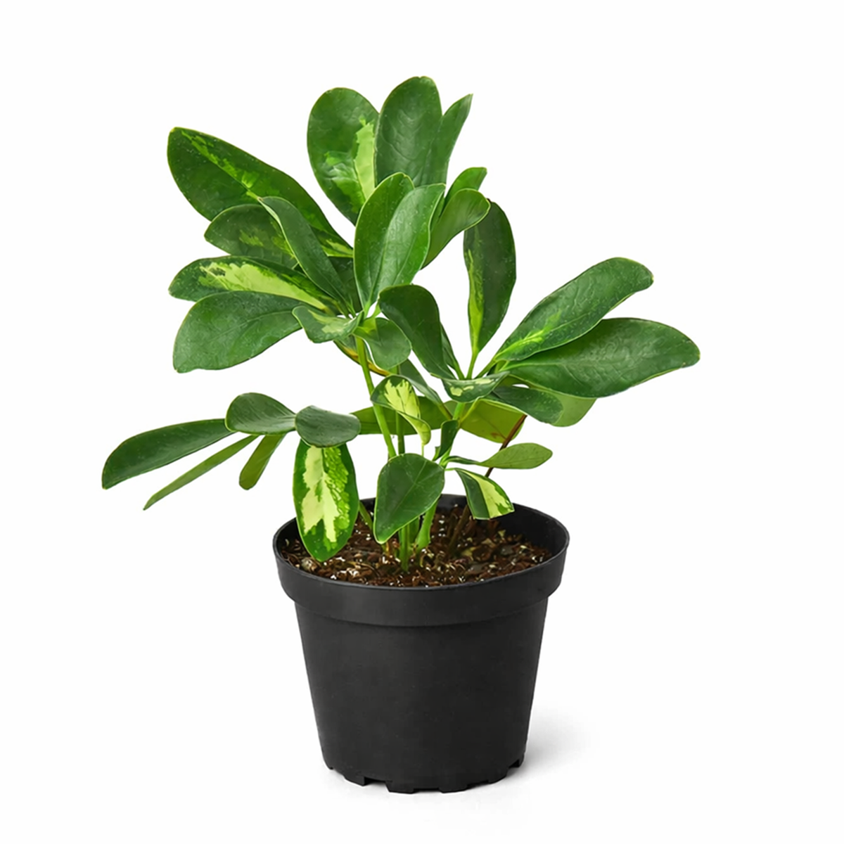 Variegated Schefflera Arboricola Dwarf Umbrella Tree Live Plant, Easy Care Indoor Tropical Plant, Air purifying variegated plants