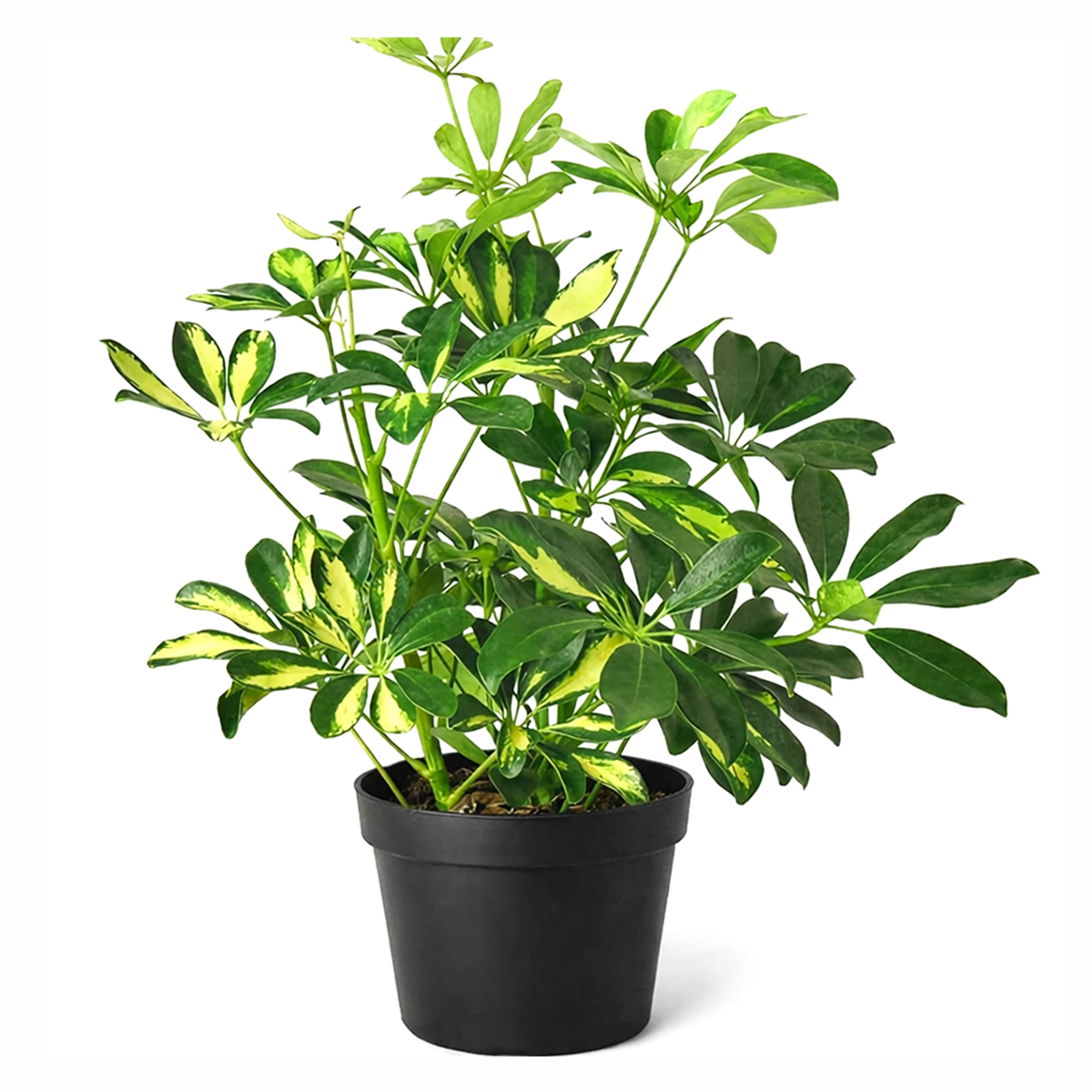 container schefflera arboricola cold hardiness Variegated Schefflera 'Arboricola'