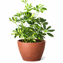 Variegated Schefflera Arboricola Dwarf Umbrella Tree Live Plant, Easy Care Indoor Tropical Plant, Air purifying variegated plants