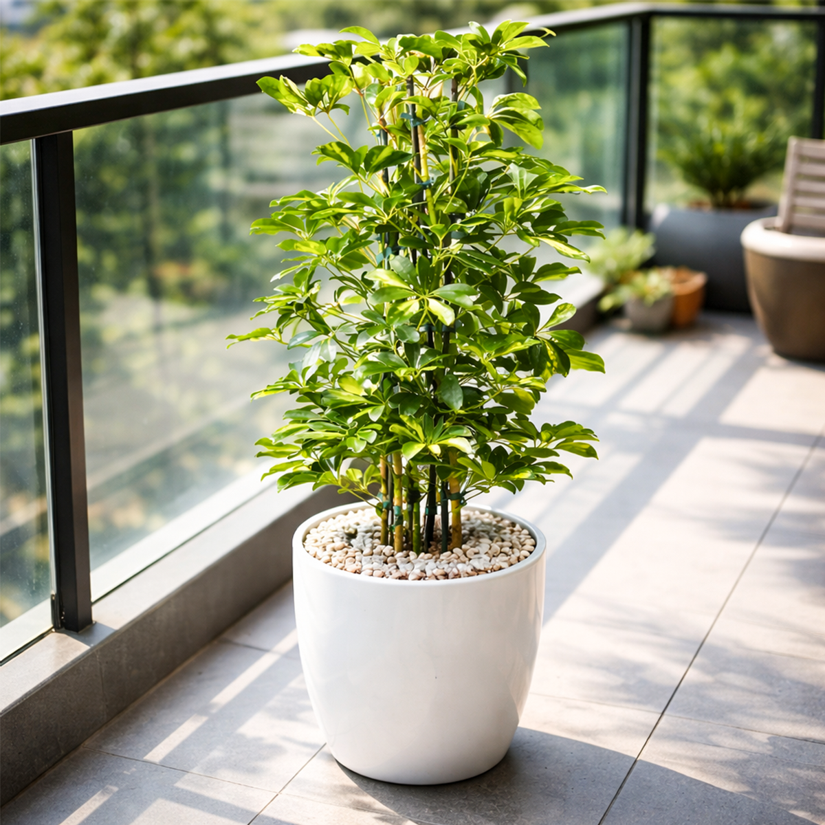 Variegated Schefflera Arboricola Dwarf Umbrella Tree Live Plant, Easy Care Indoor Tropical Plant, Air purifying variegated plants