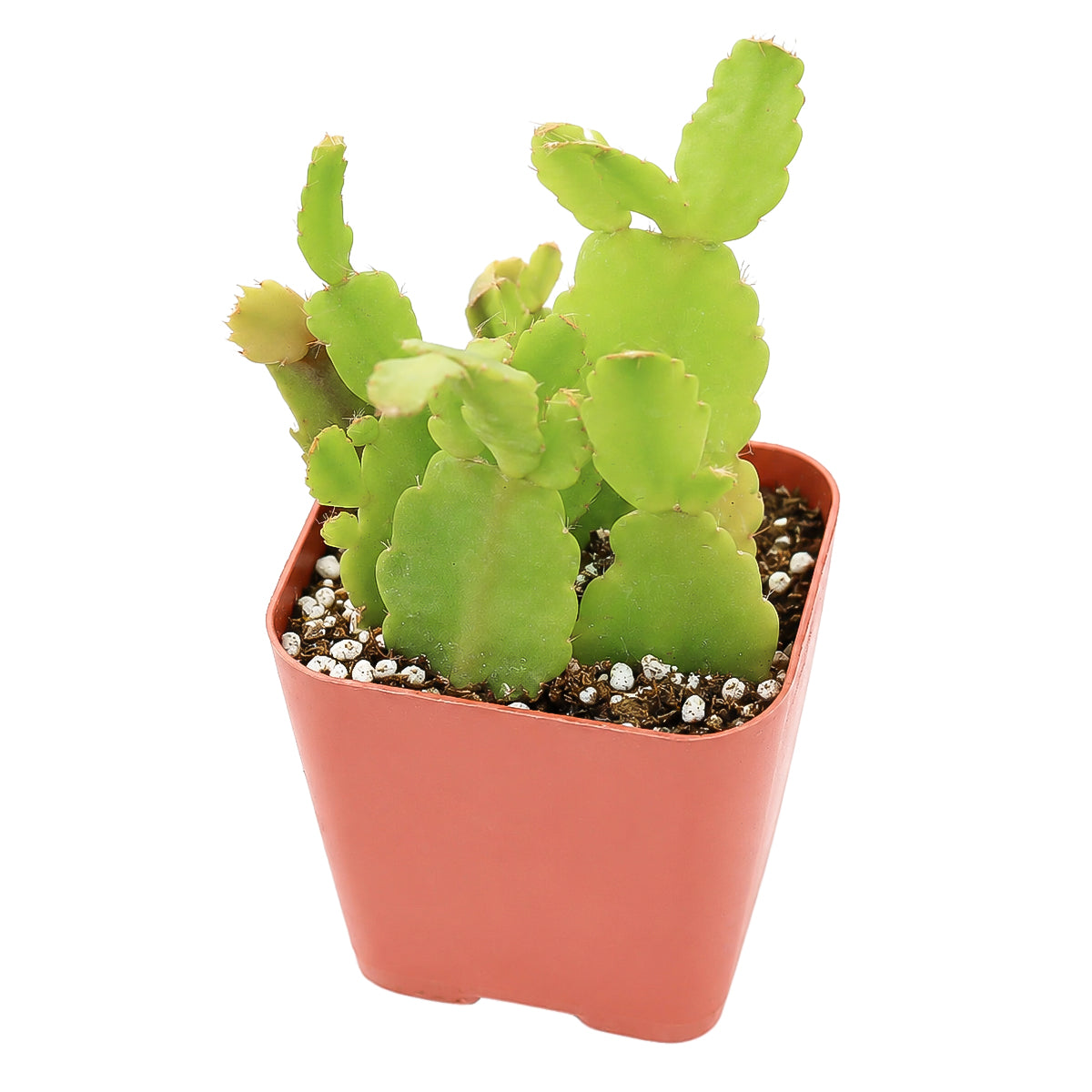 Buy 2" Schlumbergera truncata 'Thanksgiving Cactus' (Limited) online. This limited-edition cactus combines elegant arching stems with eye-catching flowers, making it a favorite among collectors and flowering houseplant enthusiasts. It grows well with bright, indirect light, occasional watering, and a loose, well-draining potting mix. A perfect choice for gifting or adding seasonal charm to any plant collection.