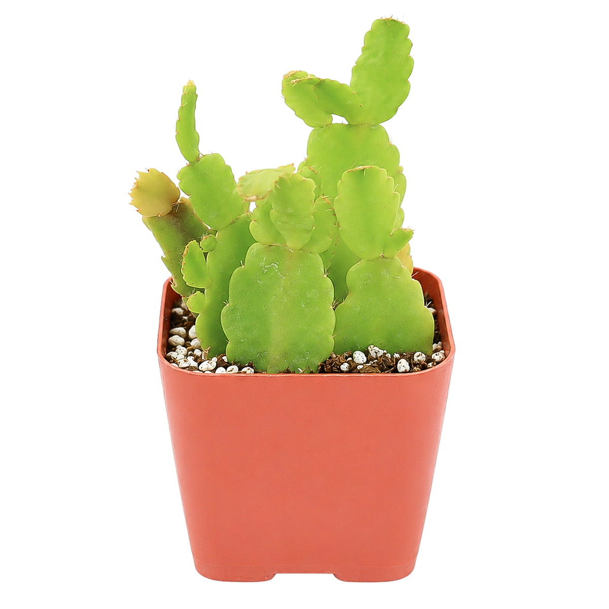 2" Schlumbergera truncata 'Thanksgiving Cactus' (Limited) for sale. Featuring attractive segmented foliage and spectacular blooms, this festive cactus brings warmth and color to shelves, windowsills, and tabletop displays. It requires minimal care and thrives in bright, indirect light with good drainage. A delightful addition to any indoor garden or holiday décor.